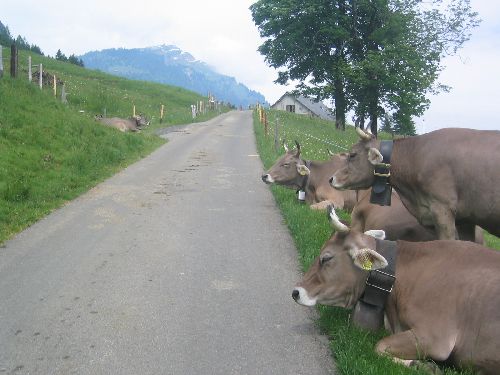 le Rigi c'est aussi bucolique avec les vaches qui regardent passer les...VTT