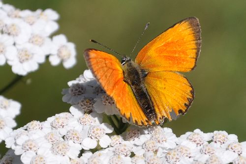 Papillon...
