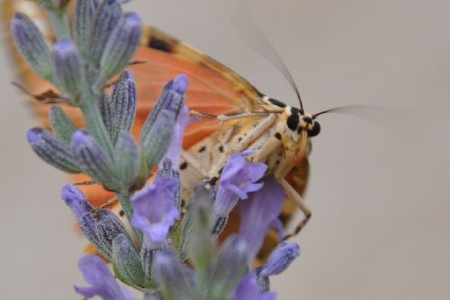 Papillon sur une Bliemli...