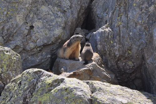 Maman et bébé marmotte dans la descente deu lac de l'Eychauda