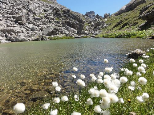 Coton arctique