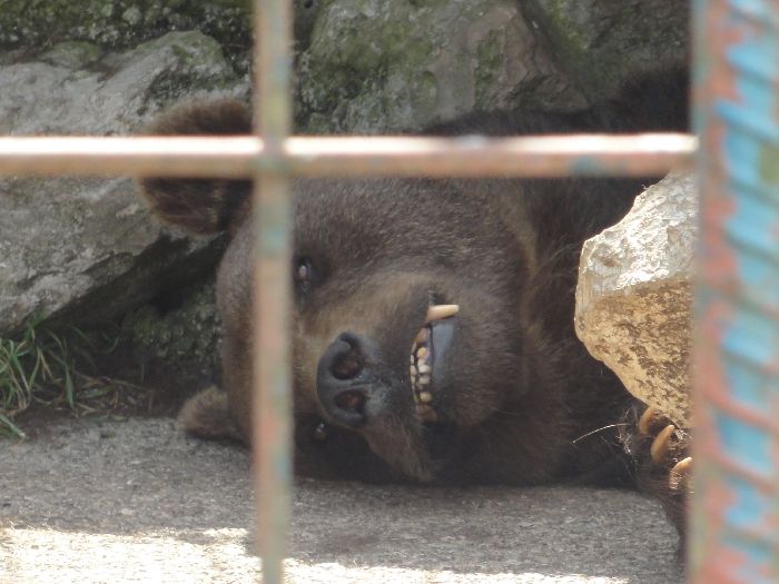 l'ours Slovène, en cage, dommage !